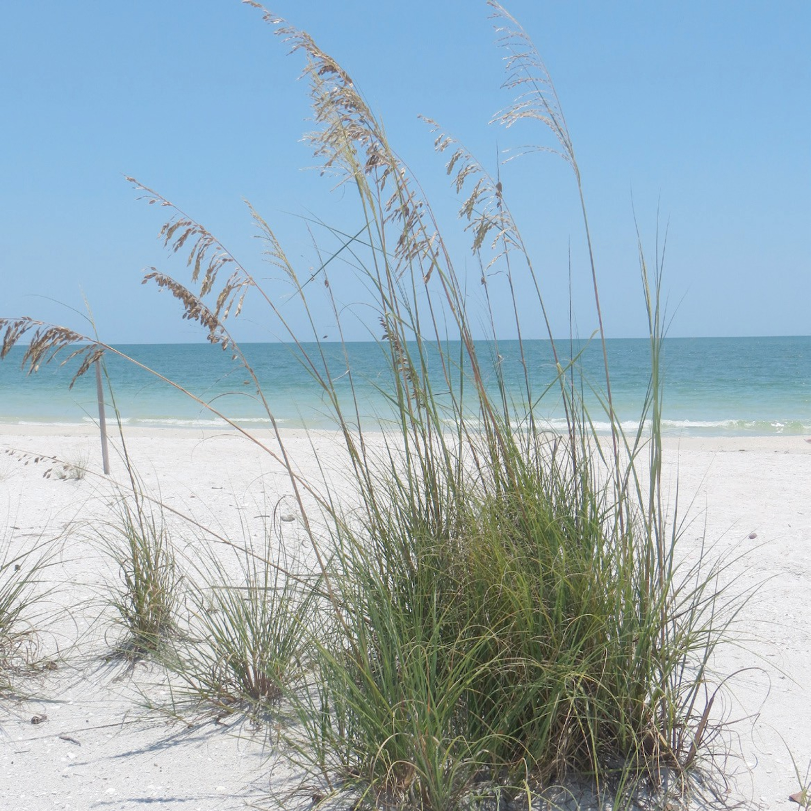 Honeymoon Island State Park