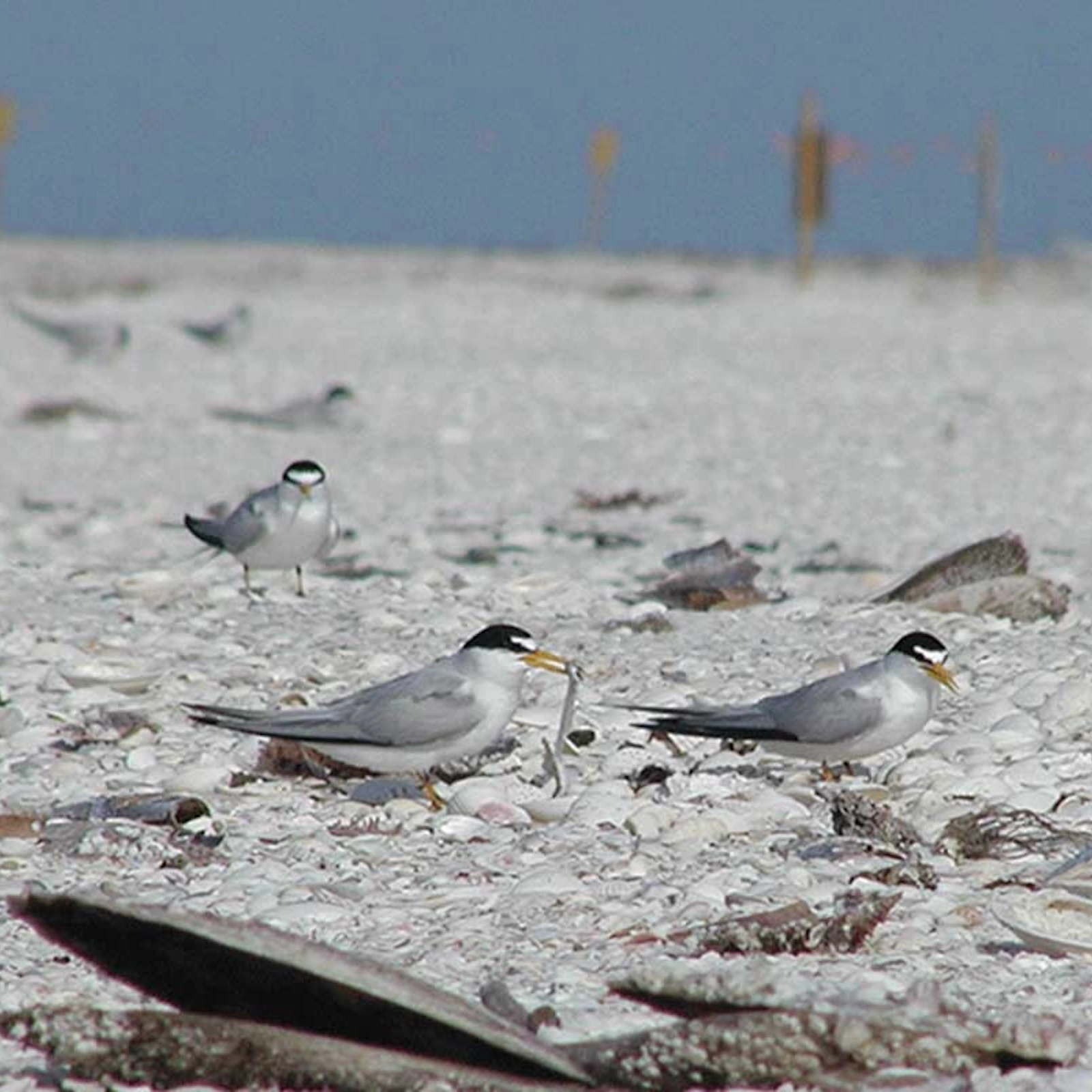 Second Chance Shell Bar near Cape Romano